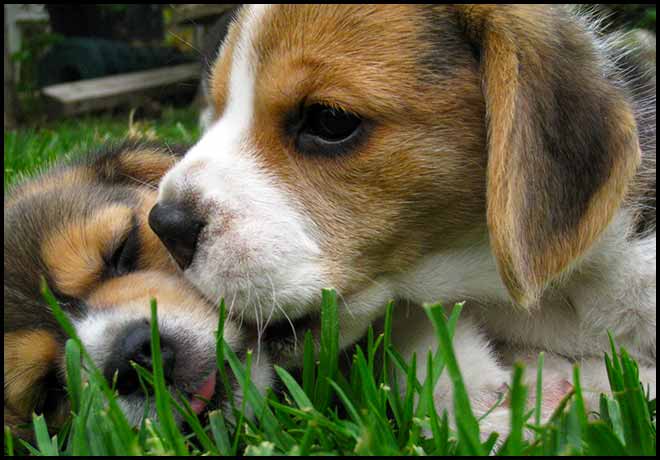 Puppy Kisses